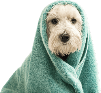 Dog Bath