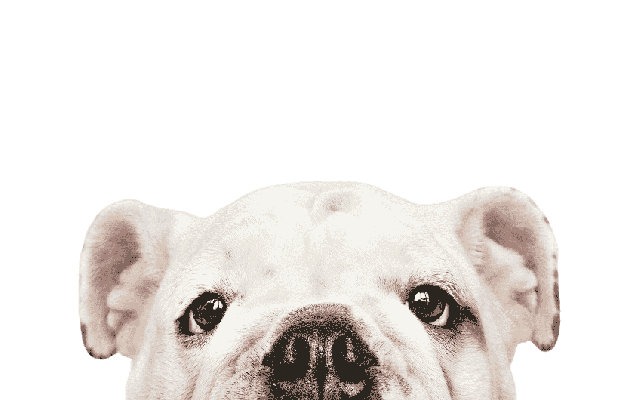 Ears